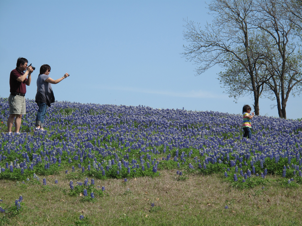 Family Day in Bluebonnets