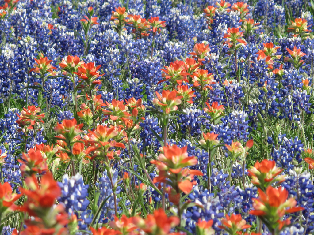 Wildflowers