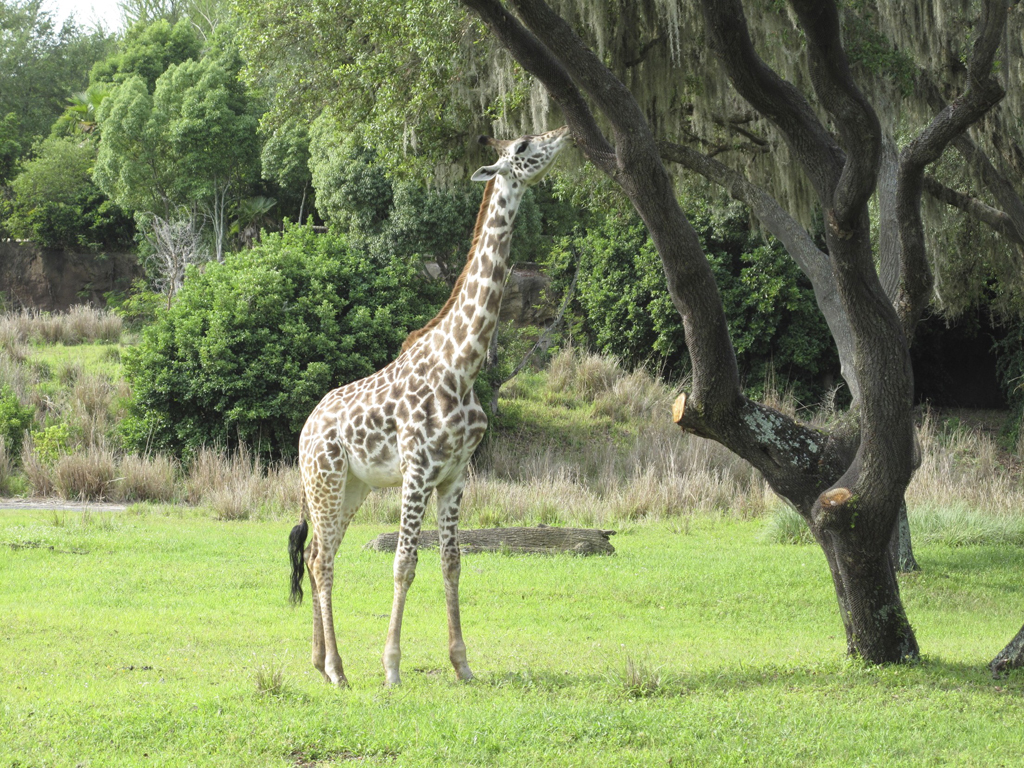 Animal Kingdom