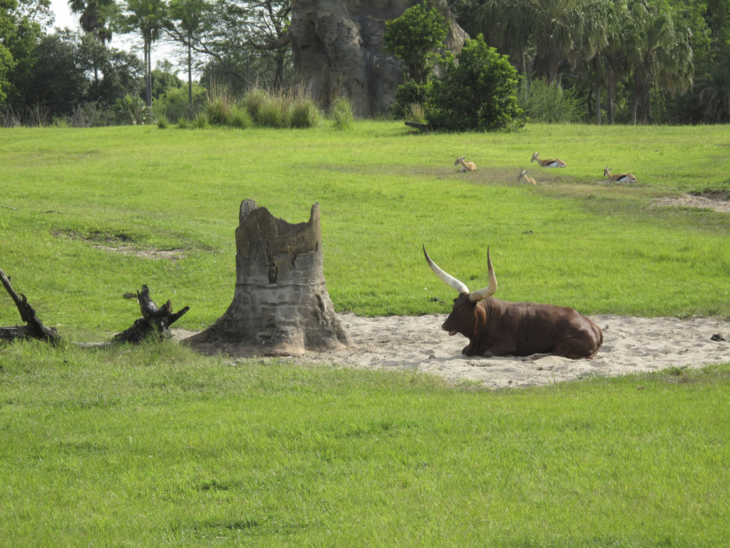 Longhorns