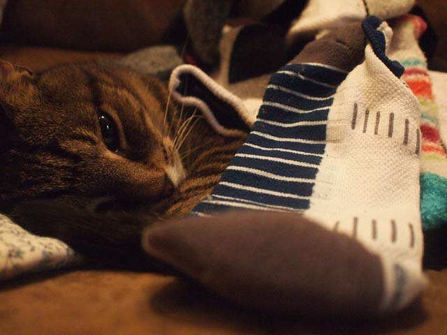 Socks on Jasper