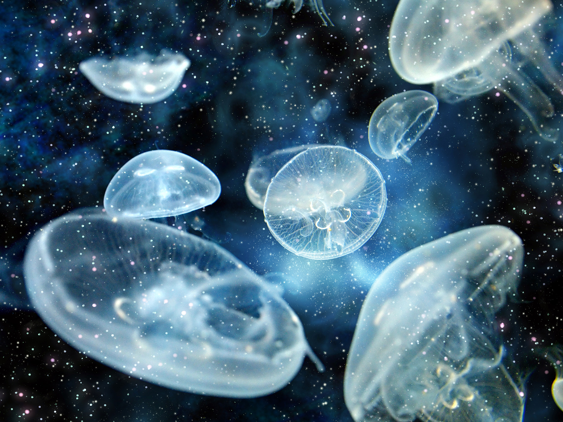 Jellyfish In Space