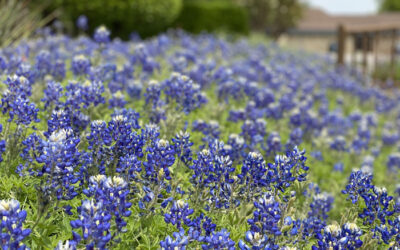 Are The Bluebonnets Gone?